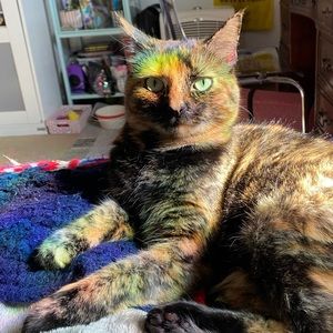 Meet your Posher, Avery